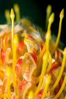 Pincushion 3 (proteaceae-leucospermum)