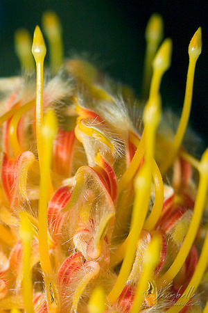 Pincushion 3 (proteaceae-leucospermum)