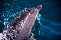 Dolphin bow riding Hervey Bay
