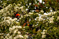 Lorikeets enjoying the flowering gum tree-1