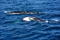 Humpback whale and calf Gold Coast 2