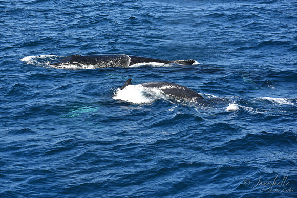 Humpback whale and calf Gold Coast 2