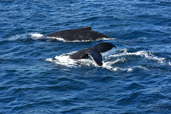 Humpback whale and calf Gold Coast 1