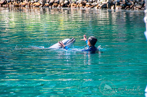 Training a dolphin after the show in lagoon #2