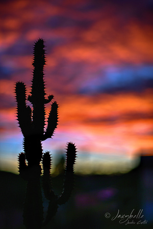 prickly sunrise-1