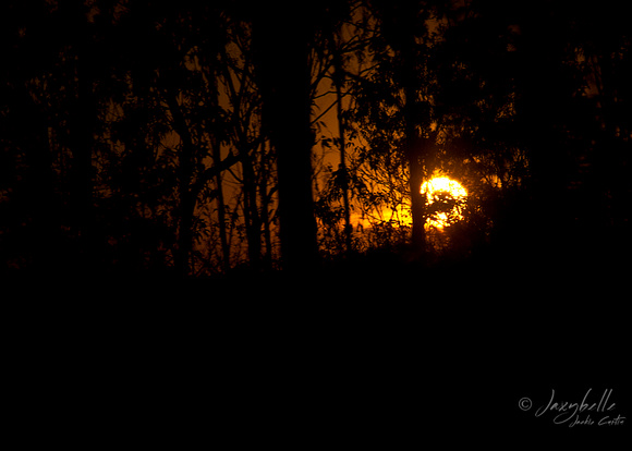 Sunrise through the bush on the way to Katherine.jpg