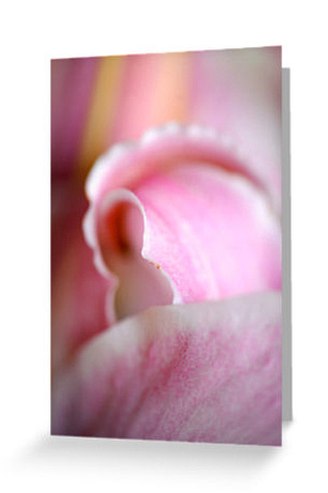 Pink Oriental Lily, Soft detail.