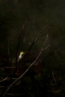 111219 Sulpha Crested Cockatoo, Govetts Leap  Blackheath Blue Mountains