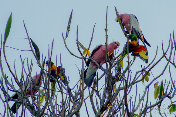131121-Galahs and Lorikeets fight over pod seeds-2