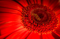 Flowers  Red Gerbera (3 of 9) copy