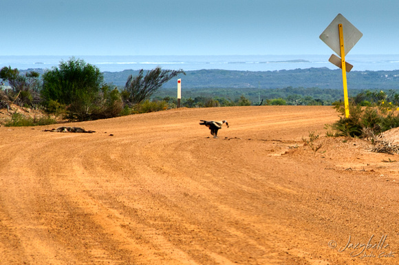 Wedgetail Eagle feasting on Kangaroo roadkill in Lesurue National Park in Western Australia.