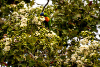 Lorikeets enjoying the flowering gum tree-8