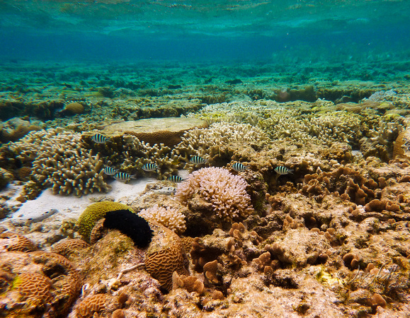 Lady Elliot Island Reef Lagoon