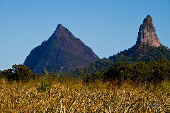 Mt Beewah and Mt Coonowrin behind pineapple feilds (4 of 4) copy