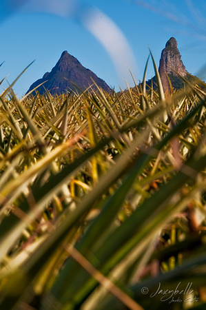 Mt Beewah and Mt Coonowrin behind pineapple feilds (3 of 4) copy