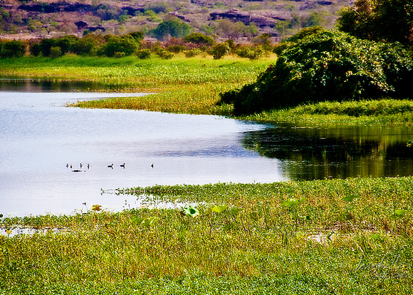 Kakadu  - Billabong, A crocodile swims near birds