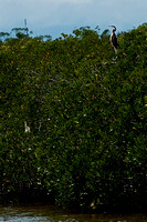 120120 Noosa River lake Cooroibah Waterbirds (2 of 2) copy