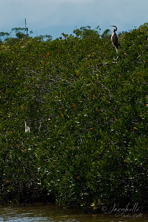 120120 Noosa River lake Cooroibah Waterbirds (2 of 2) copy