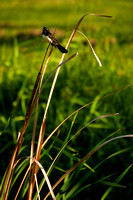 Willie Wagtail Rhipidura leucophrys