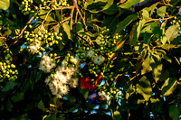 lorikeets in flowering gum tree-6