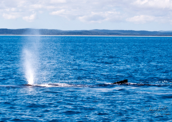 Humpback Whale - Waterspray from the blow hole