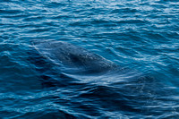 Humpback Whale Close Encounter