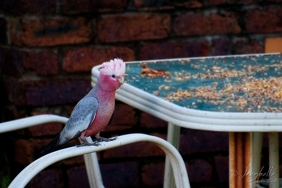 Young Galah visits by it's self for the first time