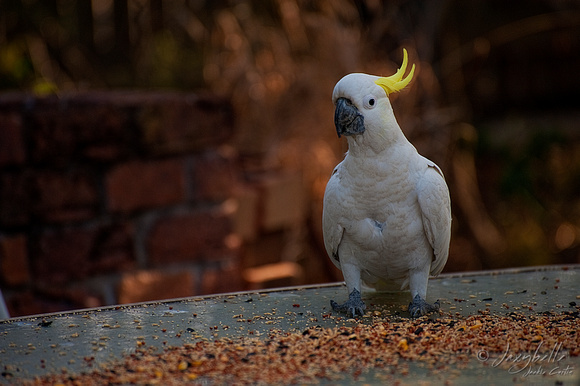 Sulpha Crested Cockatoo