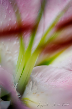 120822 Pink & White Lily (11 of 13)