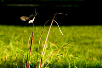 Willy Wagtail in flight