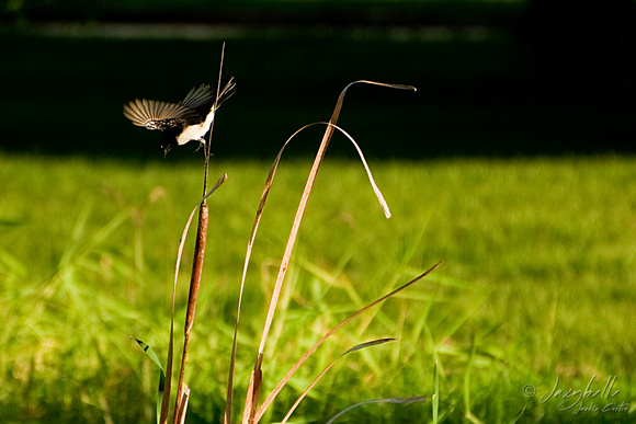 Willy Wagtail in flight