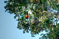 lorikeets in flowering gum tree-1
