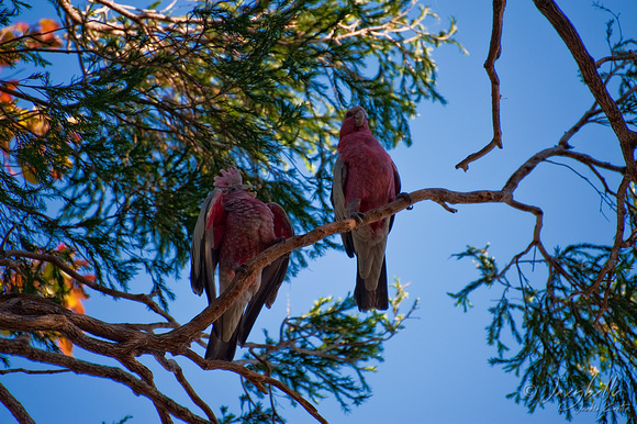 Mother and Baby Galah