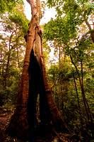 Binna Burra Rainforest Walk (9 of 10) copy