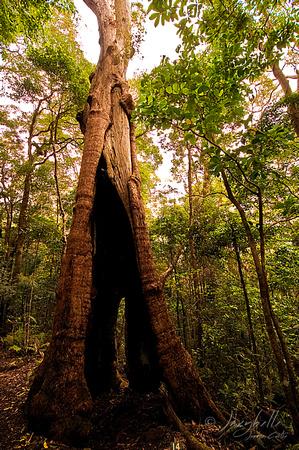 Binna Burra Rainforest Walk (9 of 10) copy