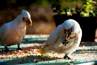 Garden Birds, A pair of Corellas