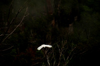 111219 Sulpha Crested Cockatoo, Govetts Leap  Blackheath Blue Mountains (8 of 12)