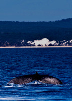 Humpback Whale Tail off Fraser Island
