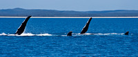 Humpback Whale - synchron ized swimming and fin slapping