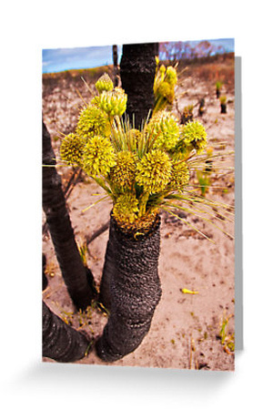 Kingia australis – Grasstree Flower