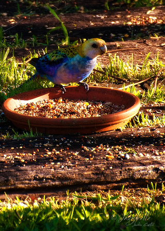 Rosella eats bird seed in the garden 3
