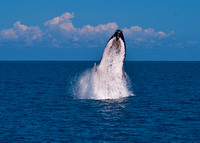 Humpback Whale -  Breaching 2a