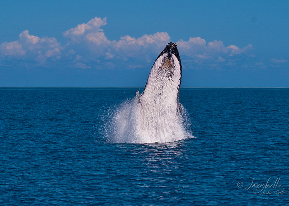 Humpback Whale -  Breaching 2a