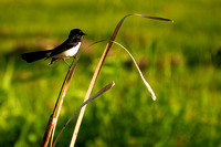 Willy Wagtails