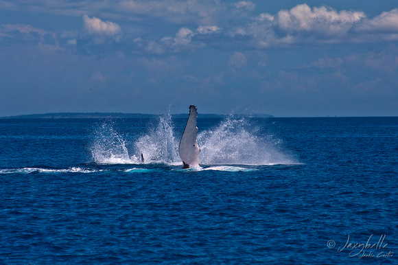 Humpback Whale -  Fin Slapping