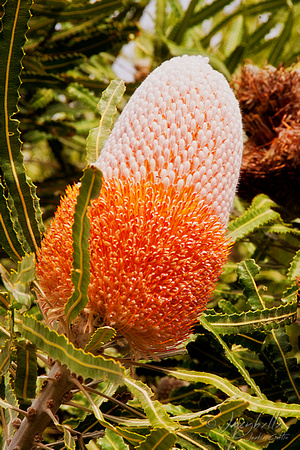 110619 Lesueur National Park Banksia prionotes