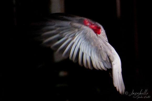 110207 Galah takes off from the garden