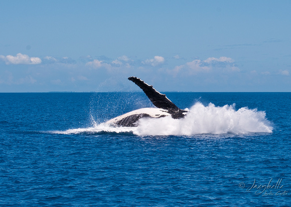 Humpback Whale -  Breaching 1d