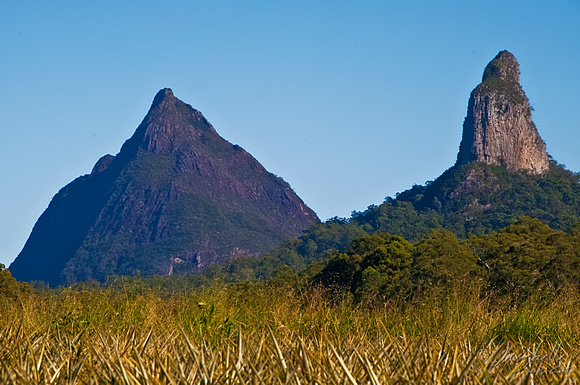 Mt Beewah and Mt Coonowrin behind pineapple feilds (2 of 4) copy