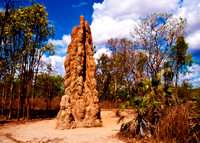 Litchfield National Park - Cathedral Termite Mound